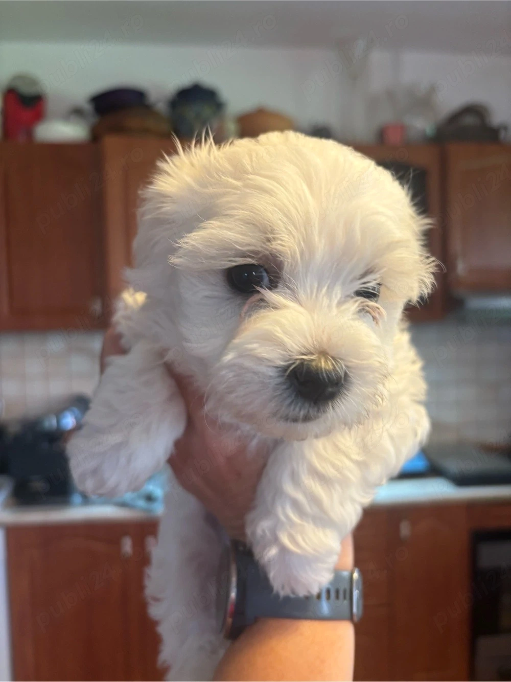 Vand bichon 7 saptamani