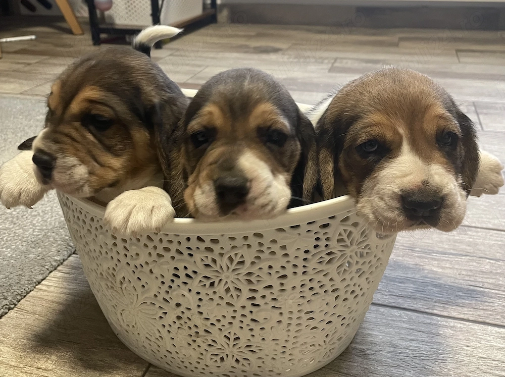 Cățeluș beagle (băiețel)