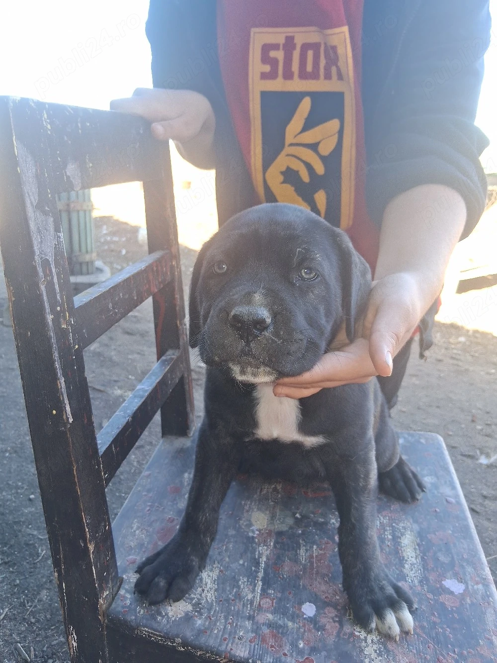 Disponibil femela cane corso