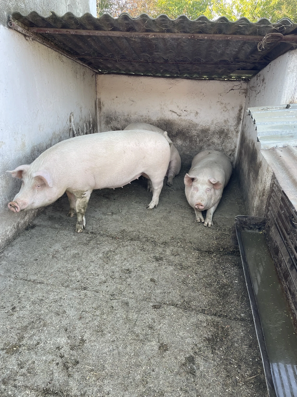 Porci de vânzare 
