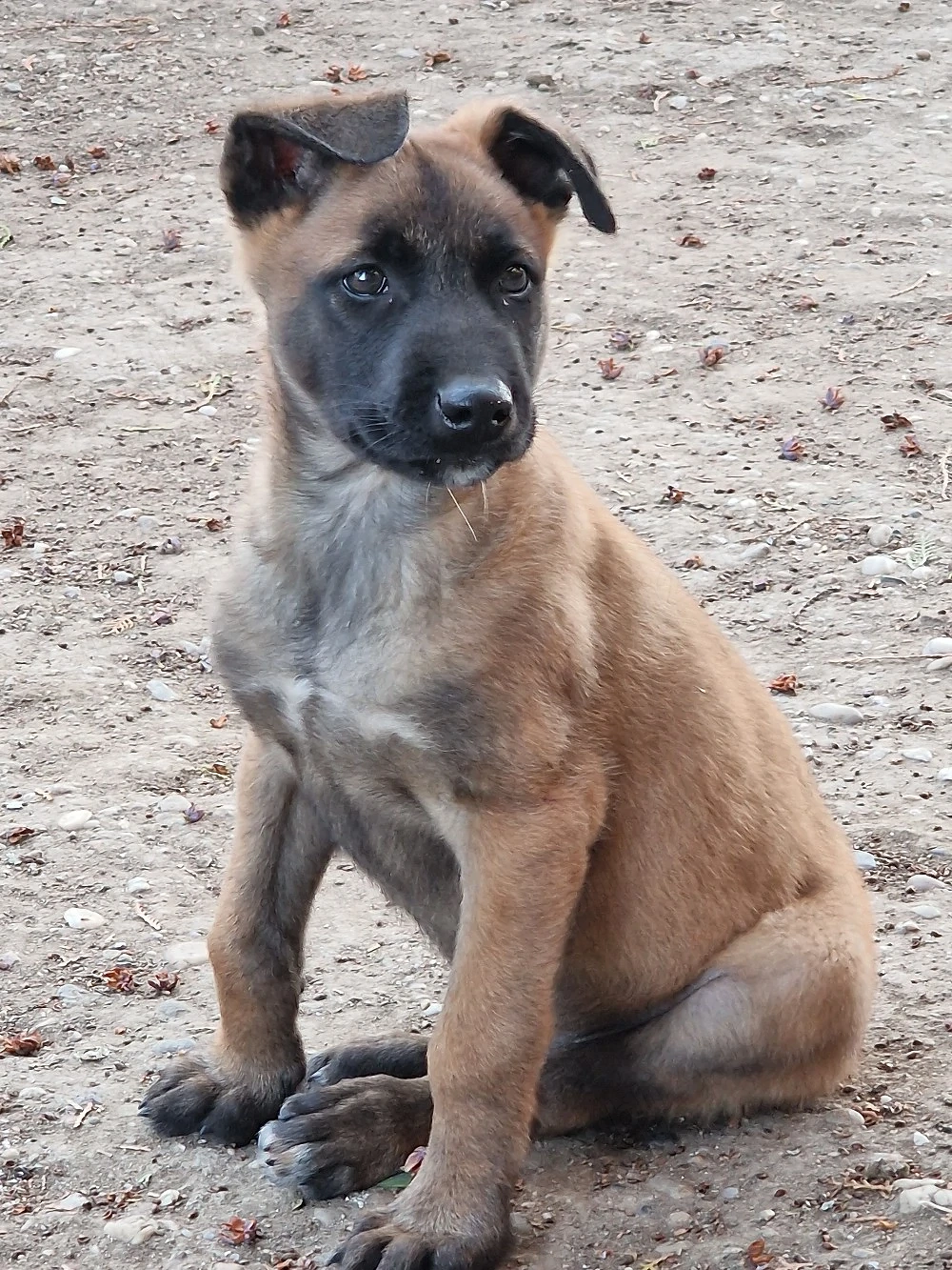 Catel Mascul Ciobanesc Belgian Malinois