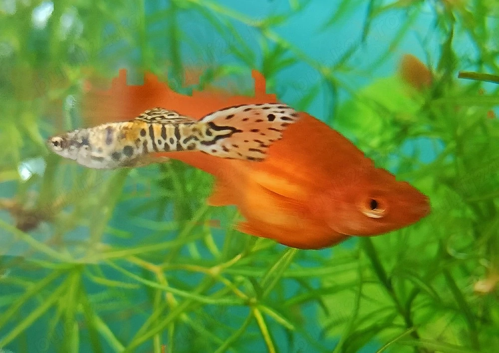 Pesti exotici de acvariu molly xifo tetra zebre
