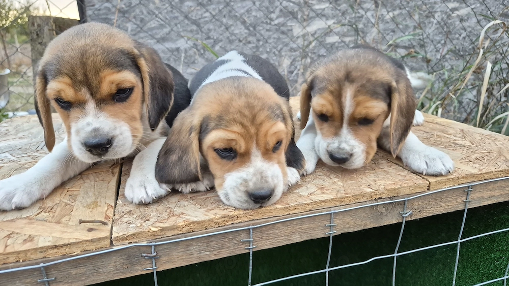 Vand puiuți beagle nascuti in 25 august.