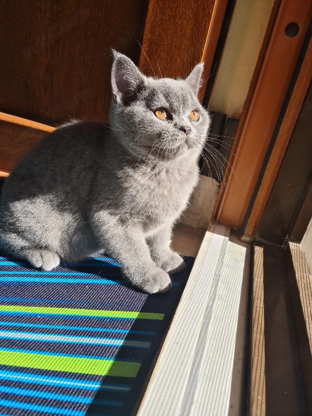 British Shorthair Pisicute