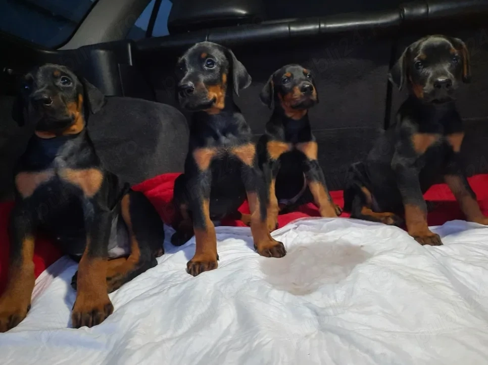 Doberman - Canisă Autorizată 