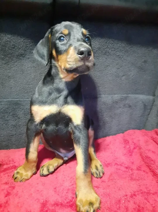 Doberman - Canisă Autorizată 