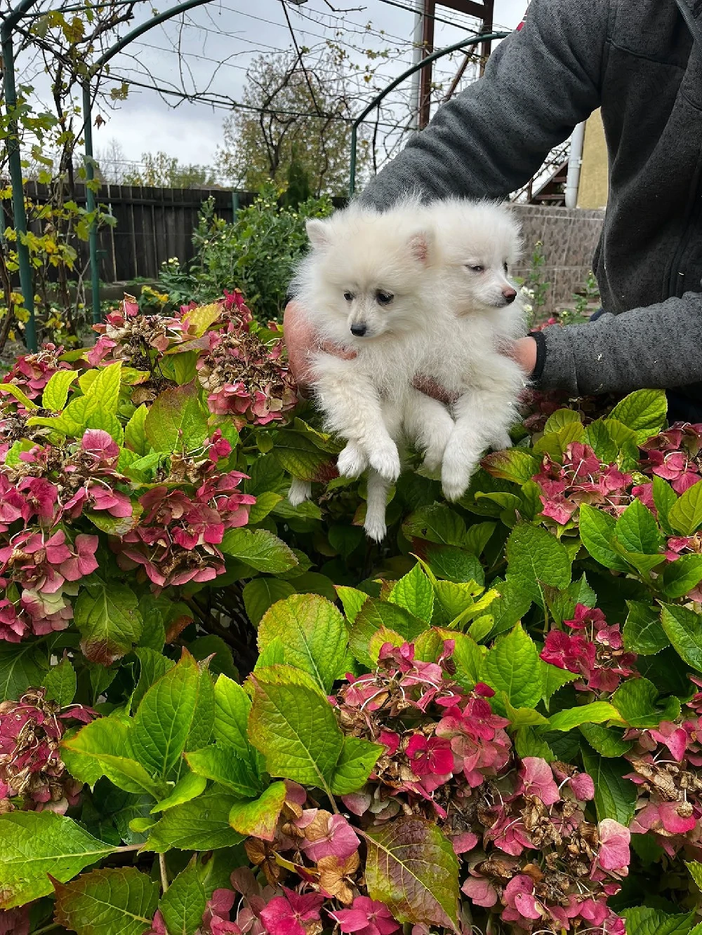 Pomeranian minitoy 