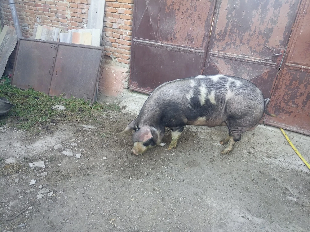 Vând porci de carne 