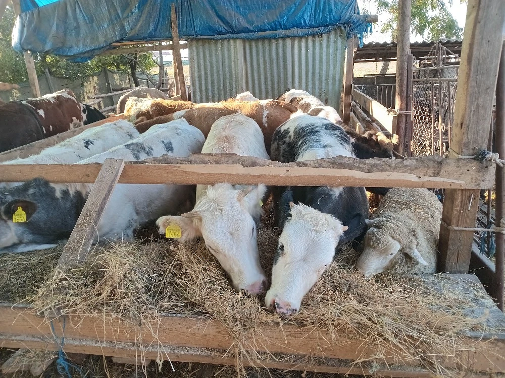 vand 13 tauri si 8 vitele