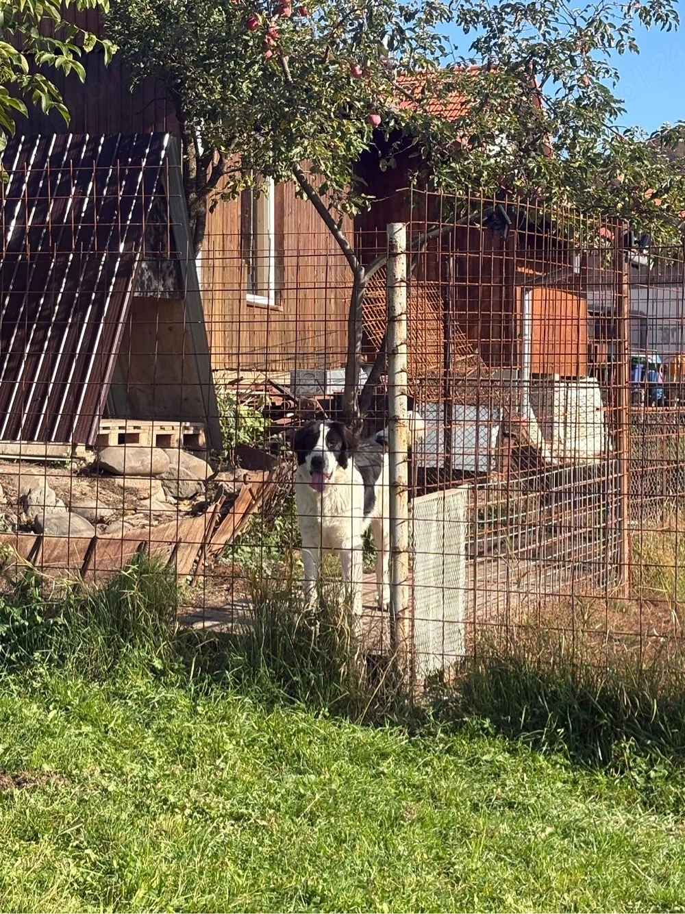 Ciobanesc de bucovina