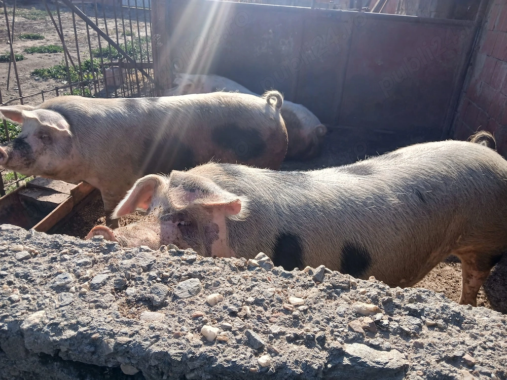 Vând porci 