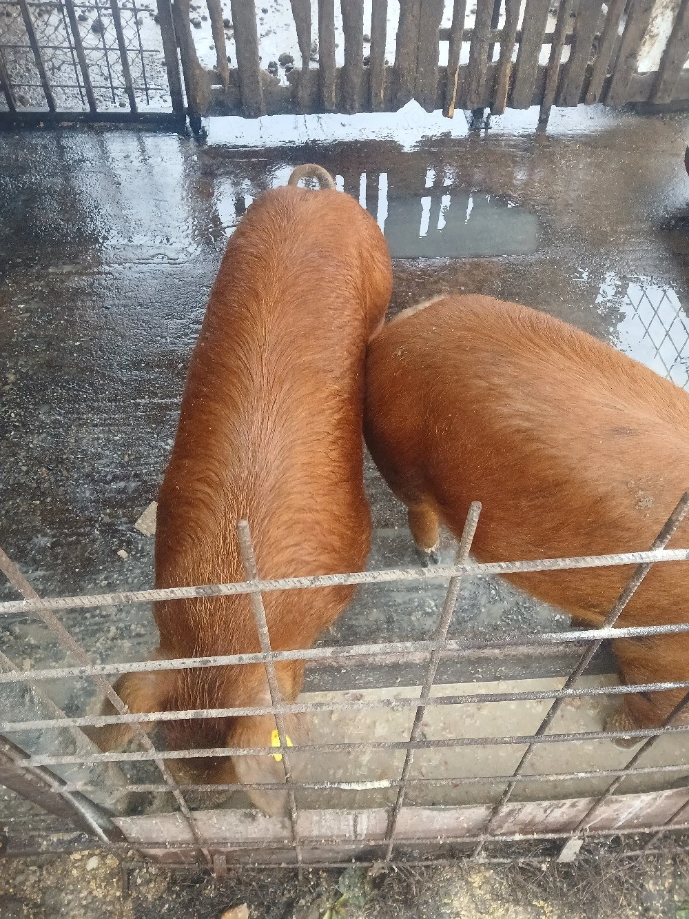 Sacrific porci pentru crăciun