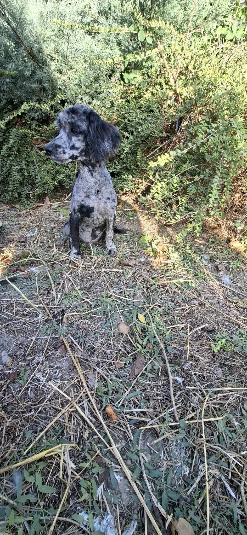 Pudel Merle Miniatura