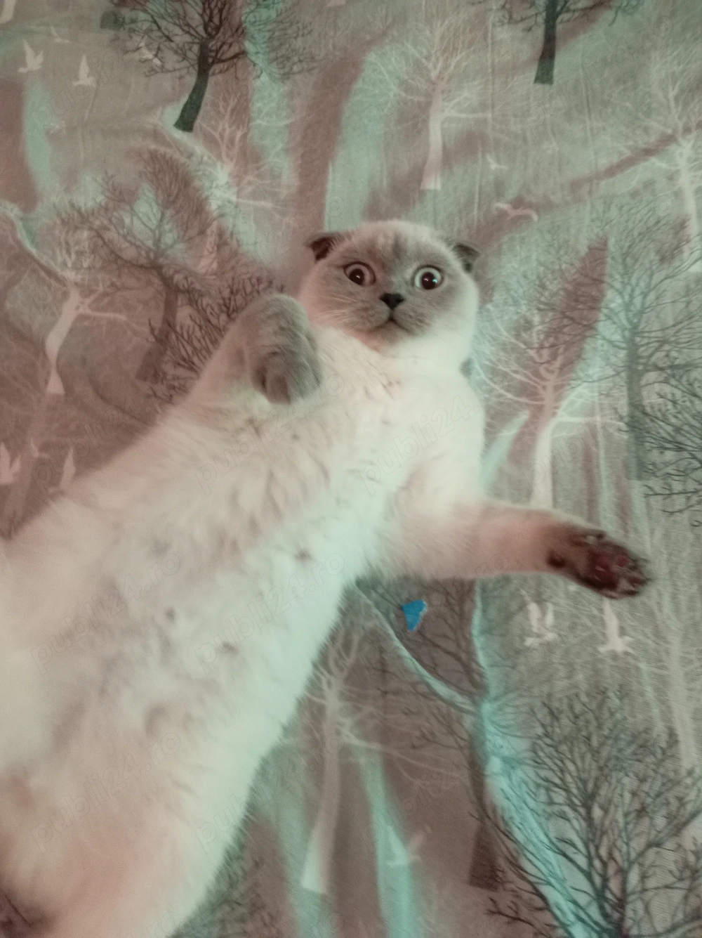 Pisica scottish fold 