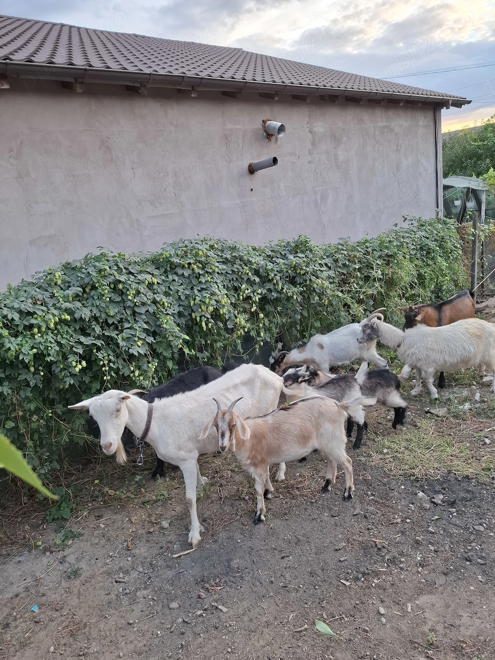 Vând  lot de capre gestante 3700 de lei 