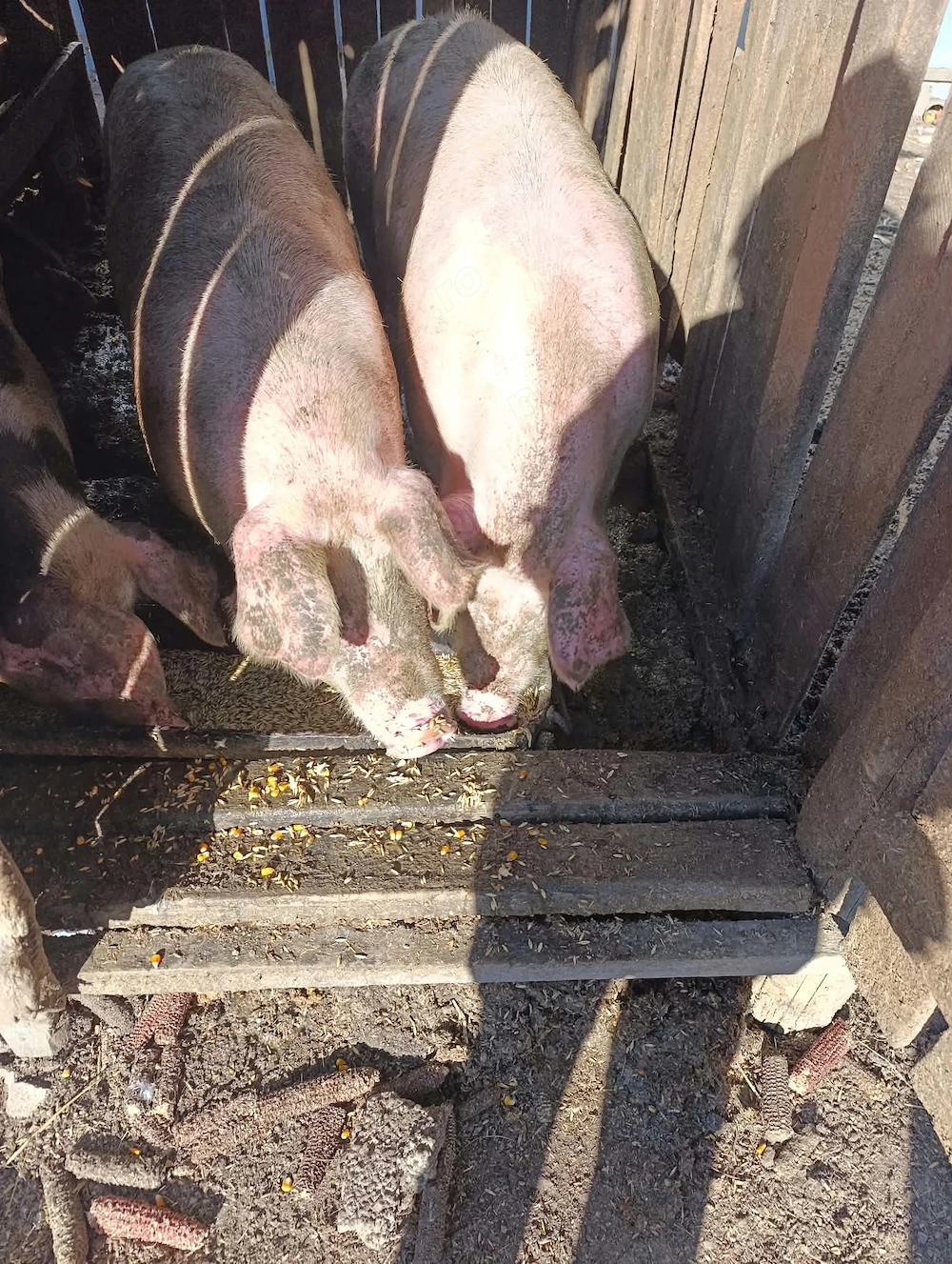 Porci pentru Crăciun 130 150kg