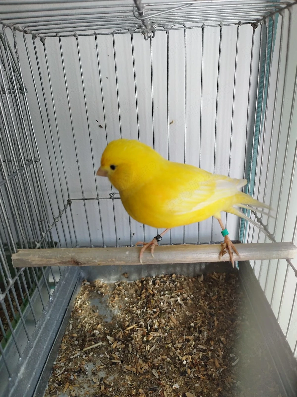 Vand Canari