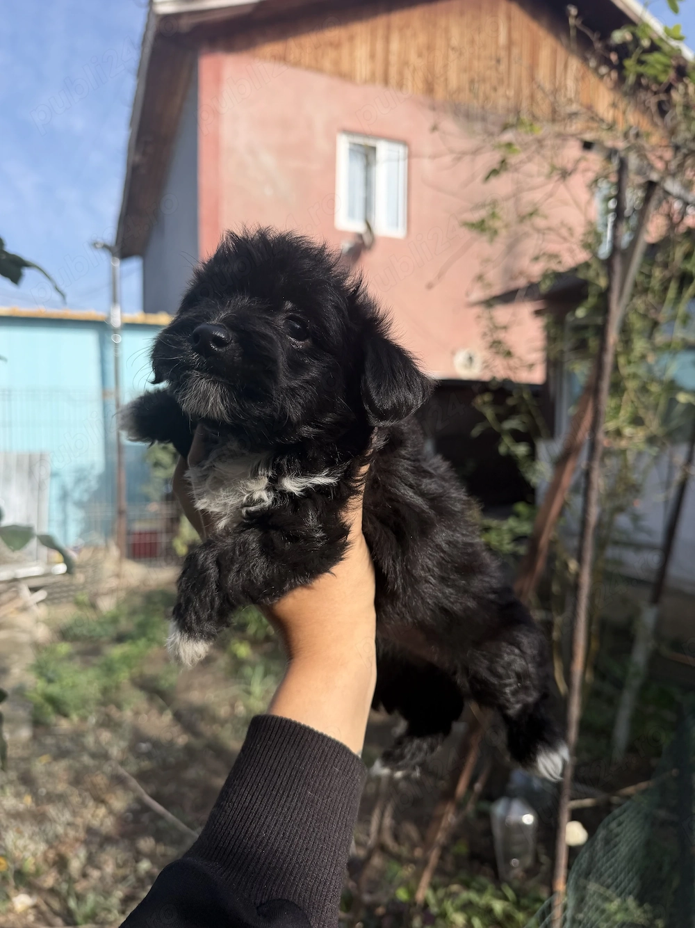  pui de bichon havanez 