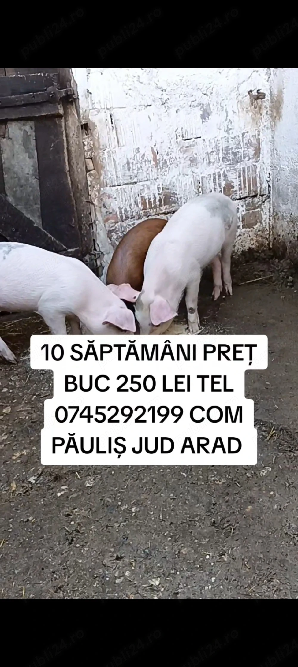 purcei de vânzare 