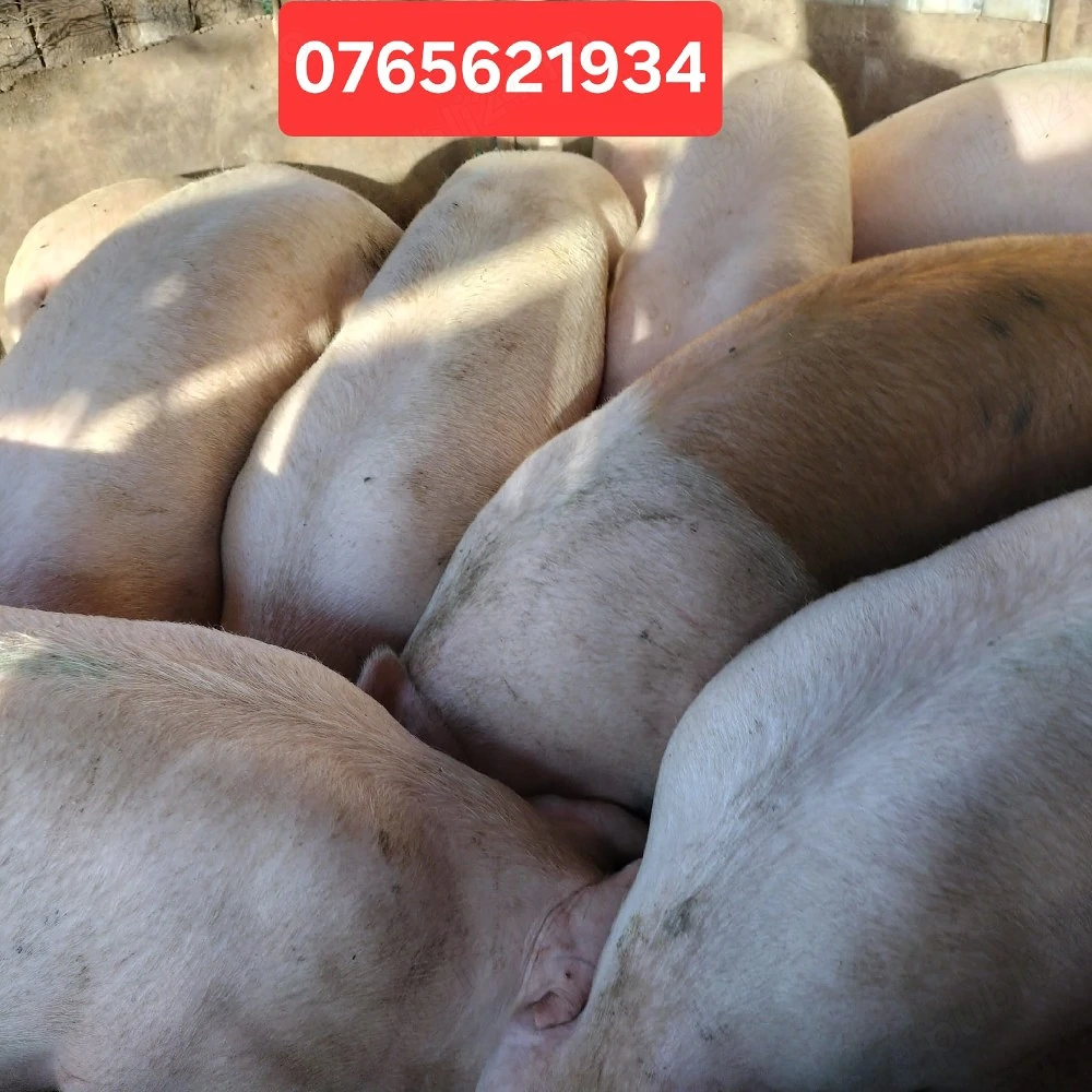 Porci de carne de la 50KG la 140KG!