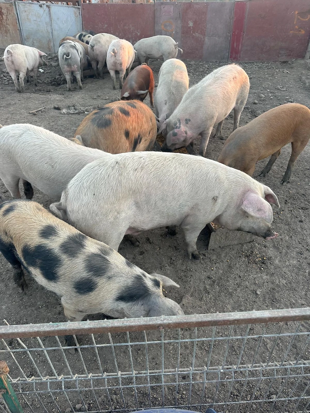 Vand porci crescuti de casa doar cu cereale