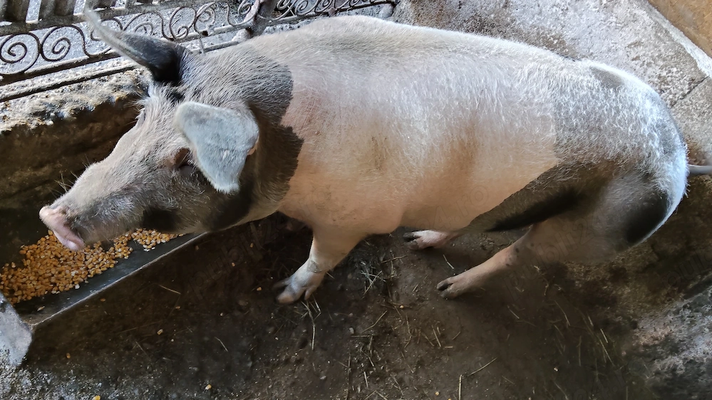 Vând porci ,crescuți în gospodăria proprie!!