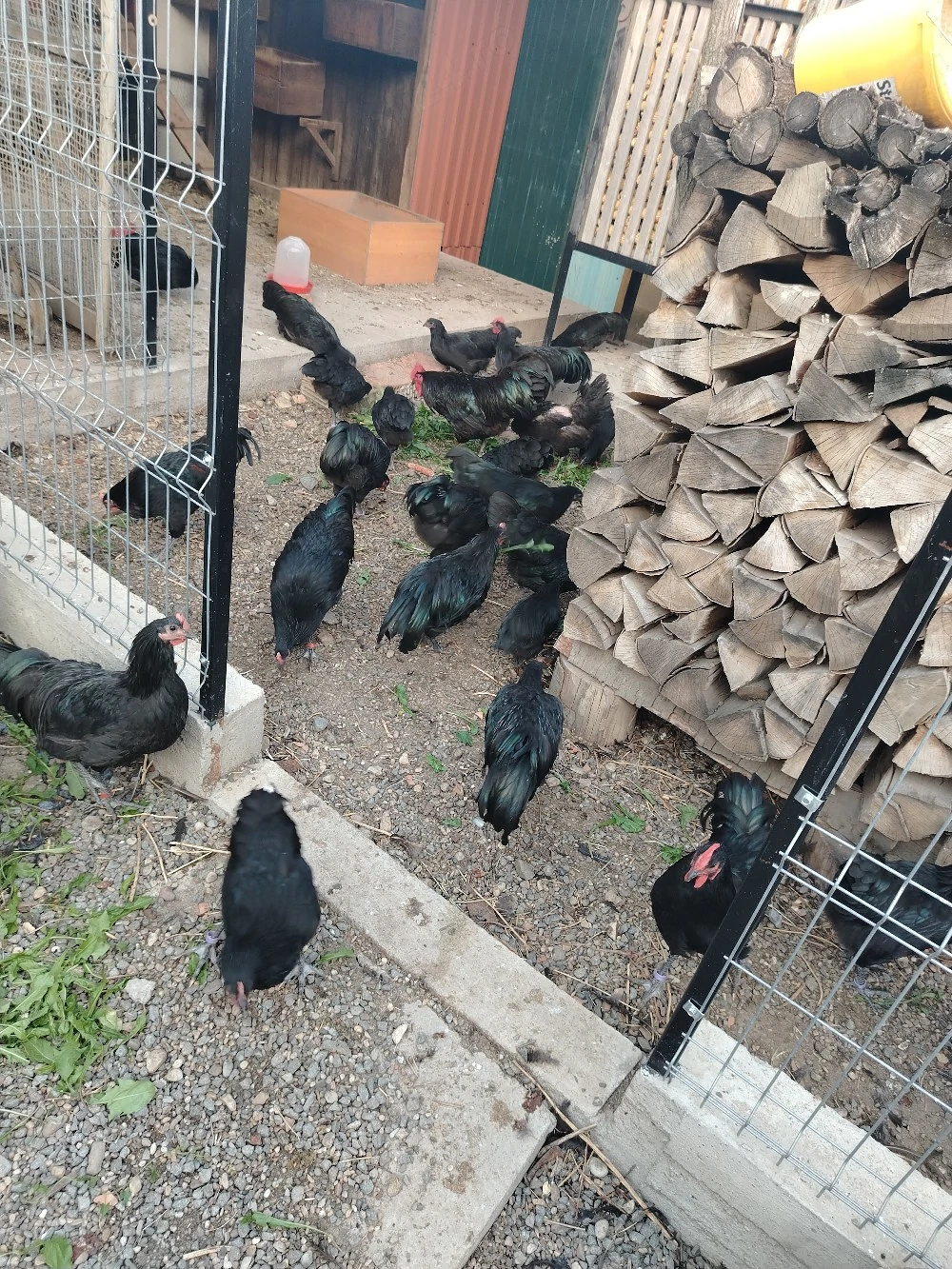 Vand cocosi Australorp 