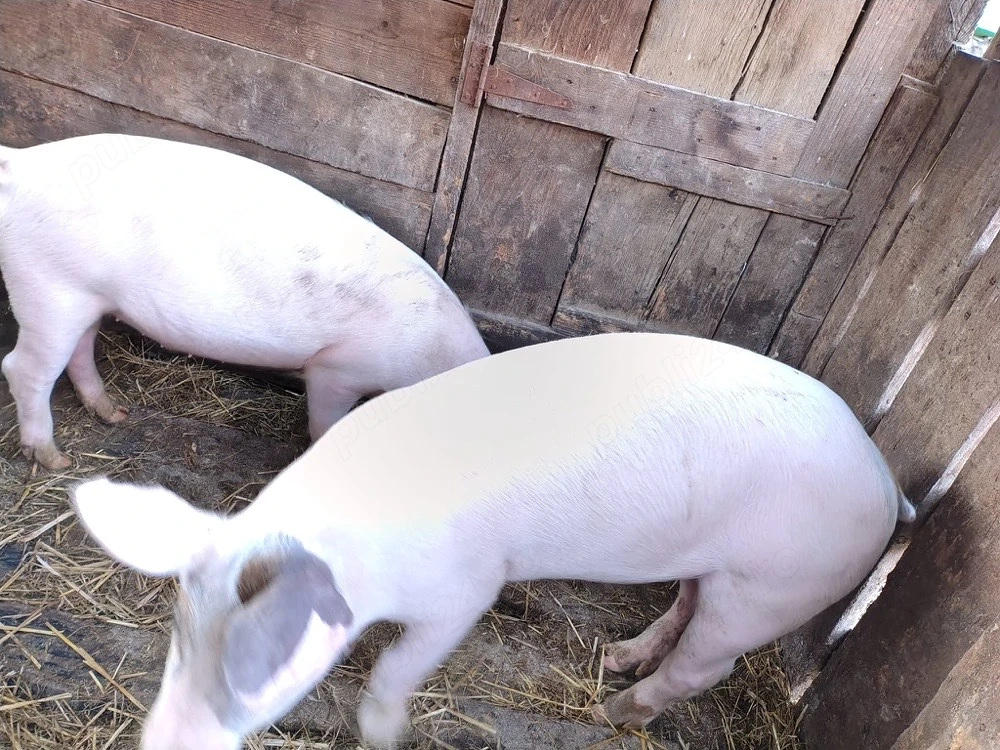 porci de vanzare