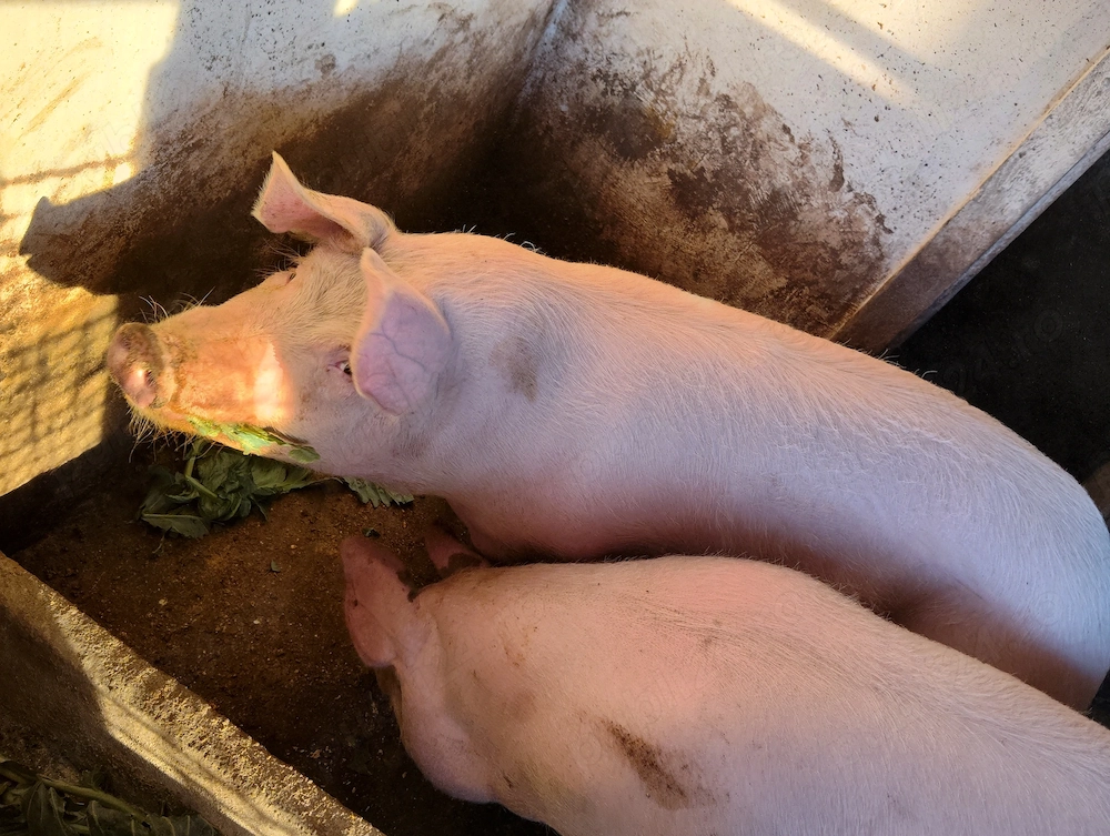 Porc de vanzare
