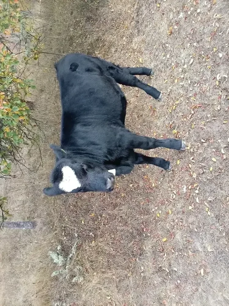 Vând va metis și vitea angus