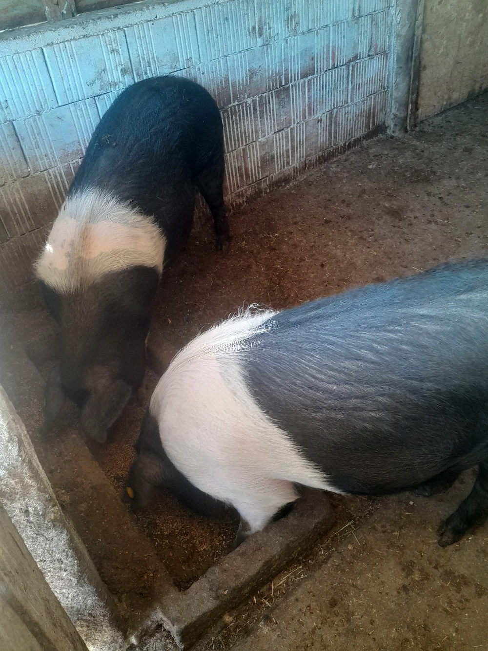 Porci de vânzare