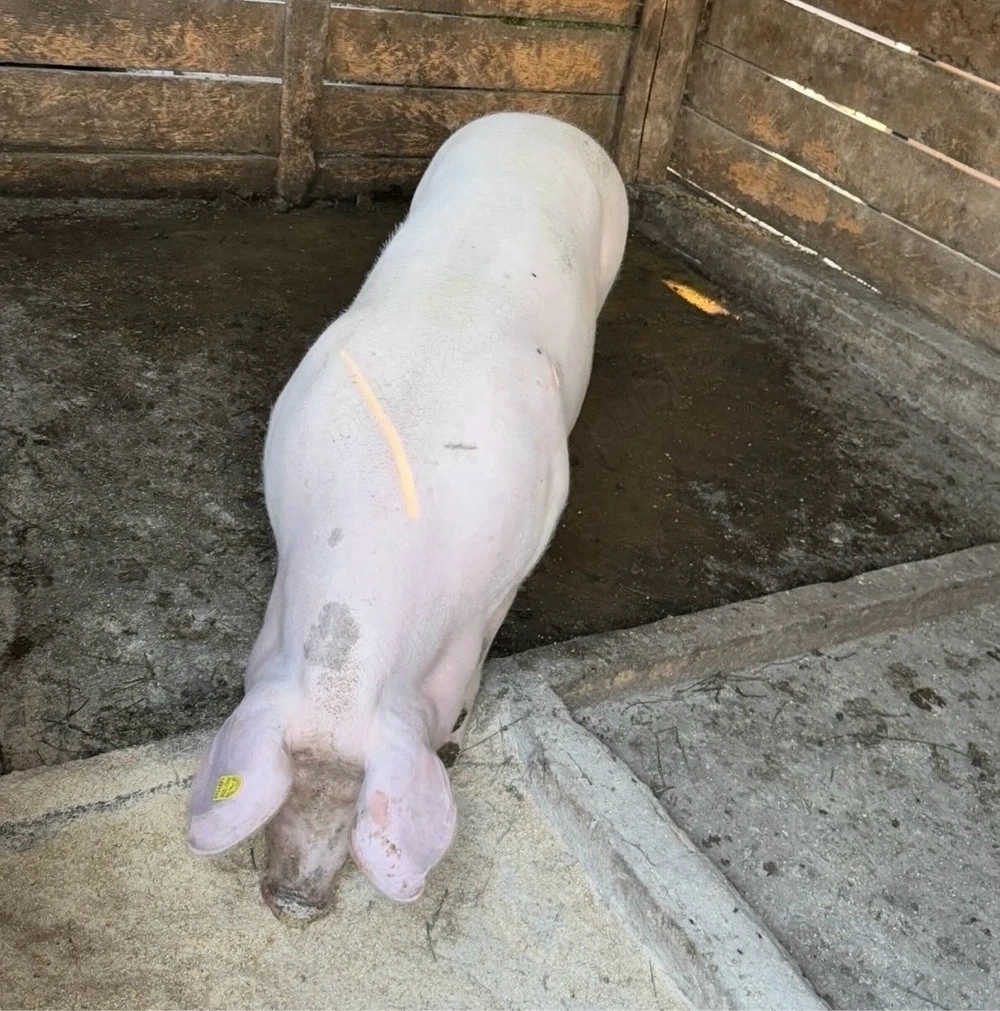 porci pietran cu landrace 170-200kg
