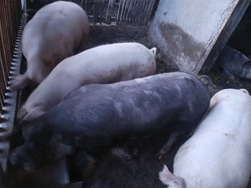 porci pentru sacrificare 