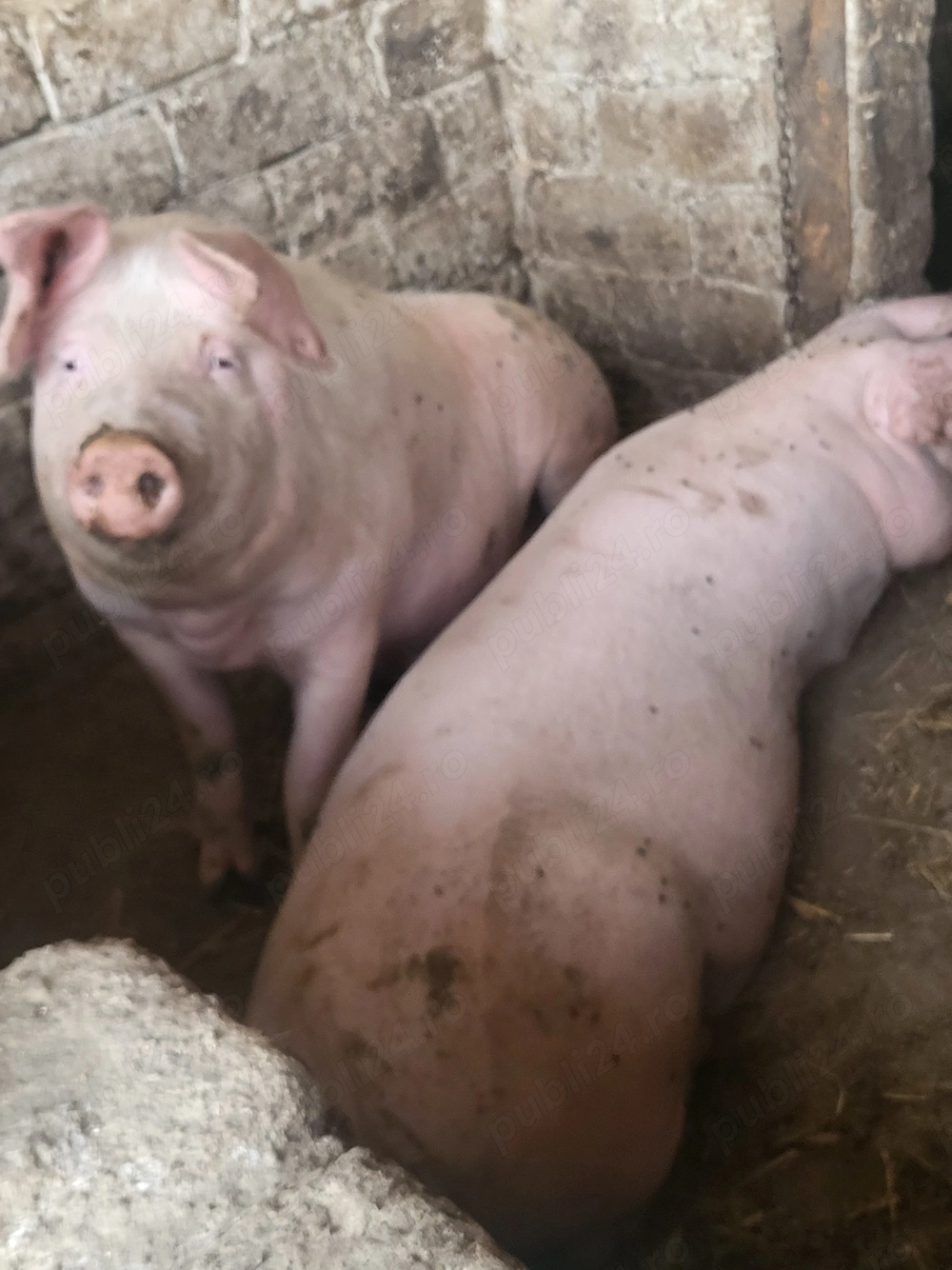 Porci,purcei de vanzare