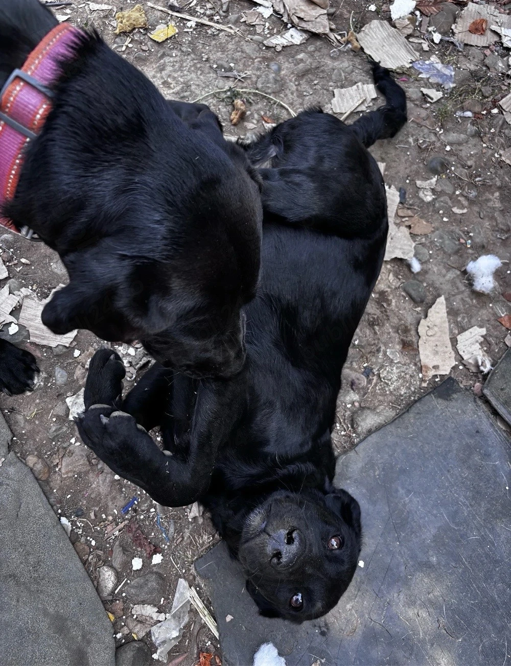 Donez pui de Labrador 