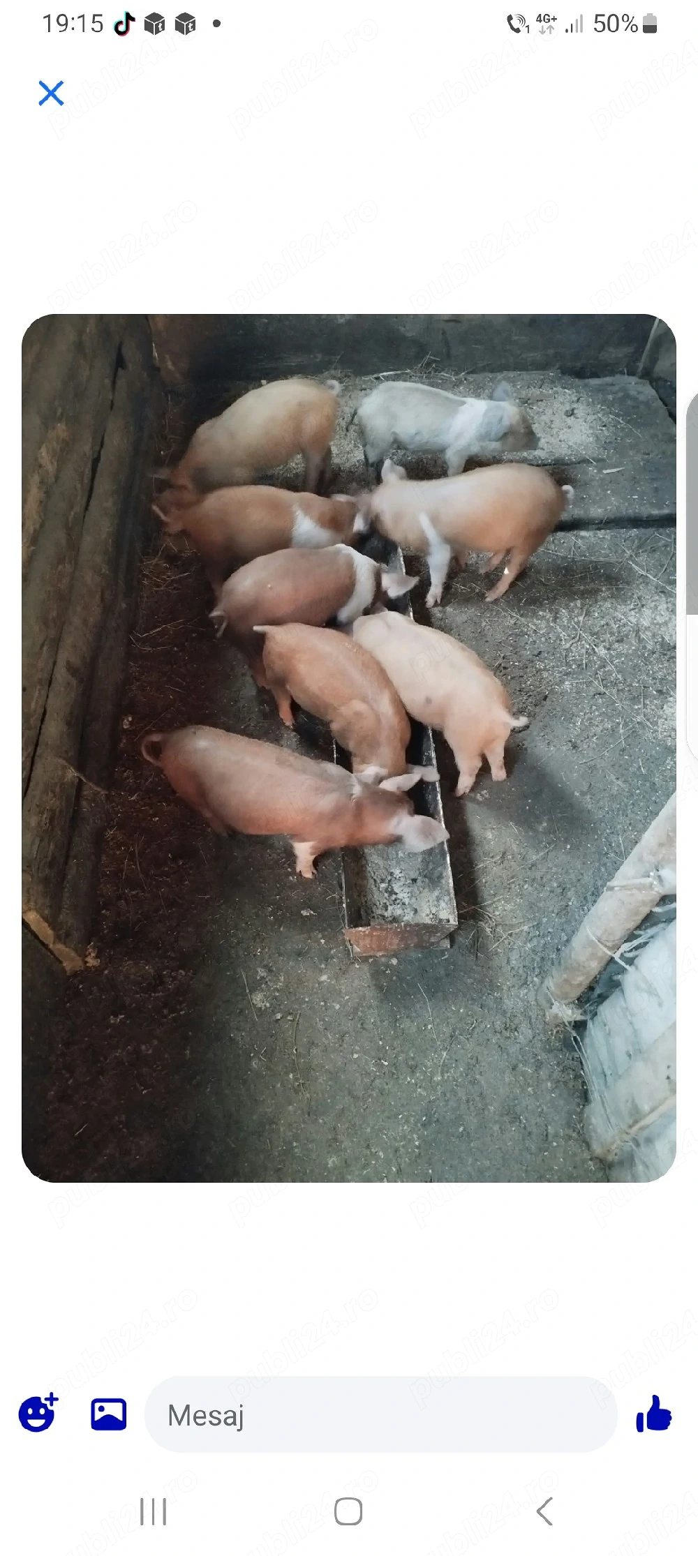 vînd purcei 