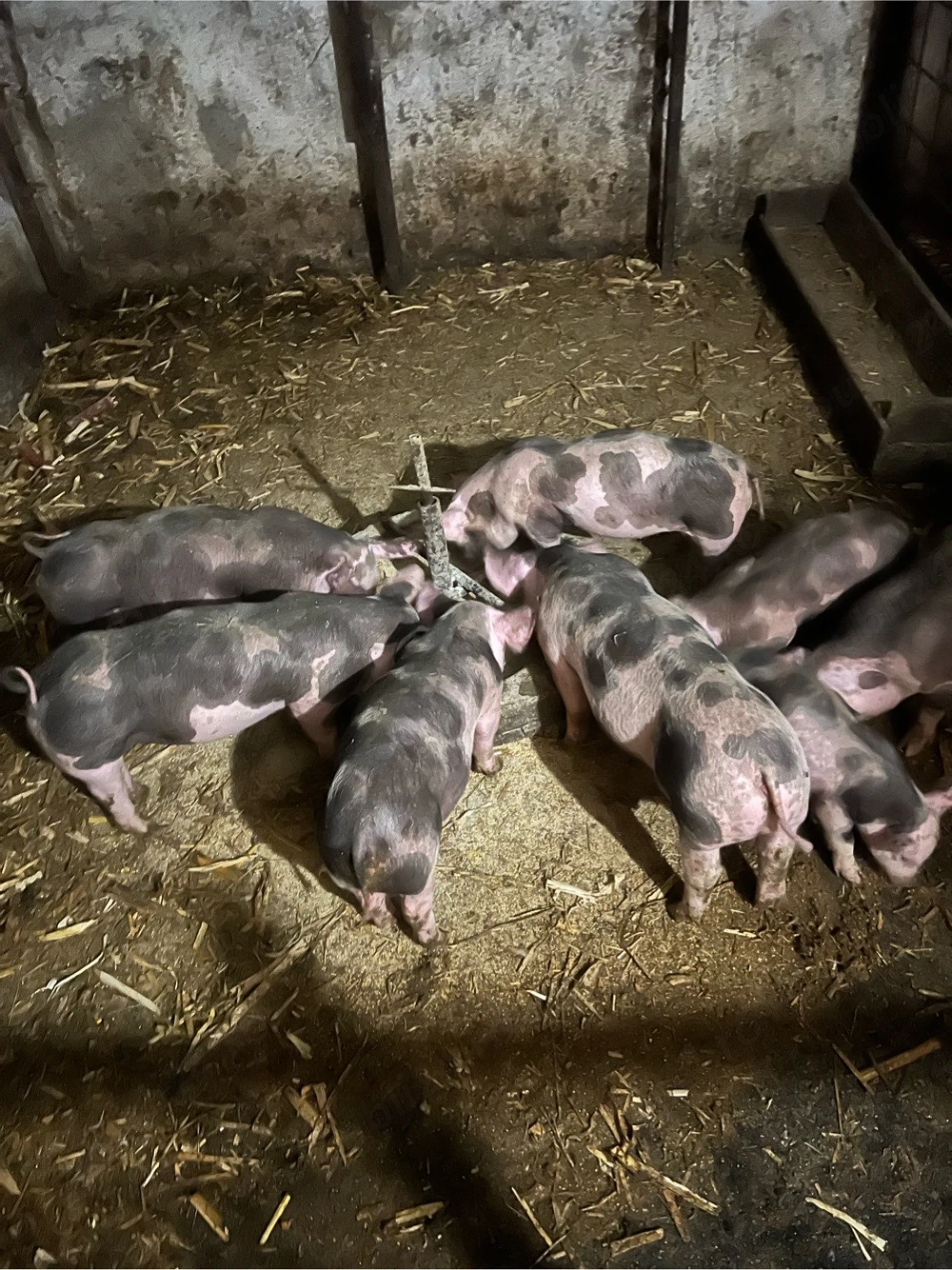 de vinzare purcei intarcati 7 saptamini 