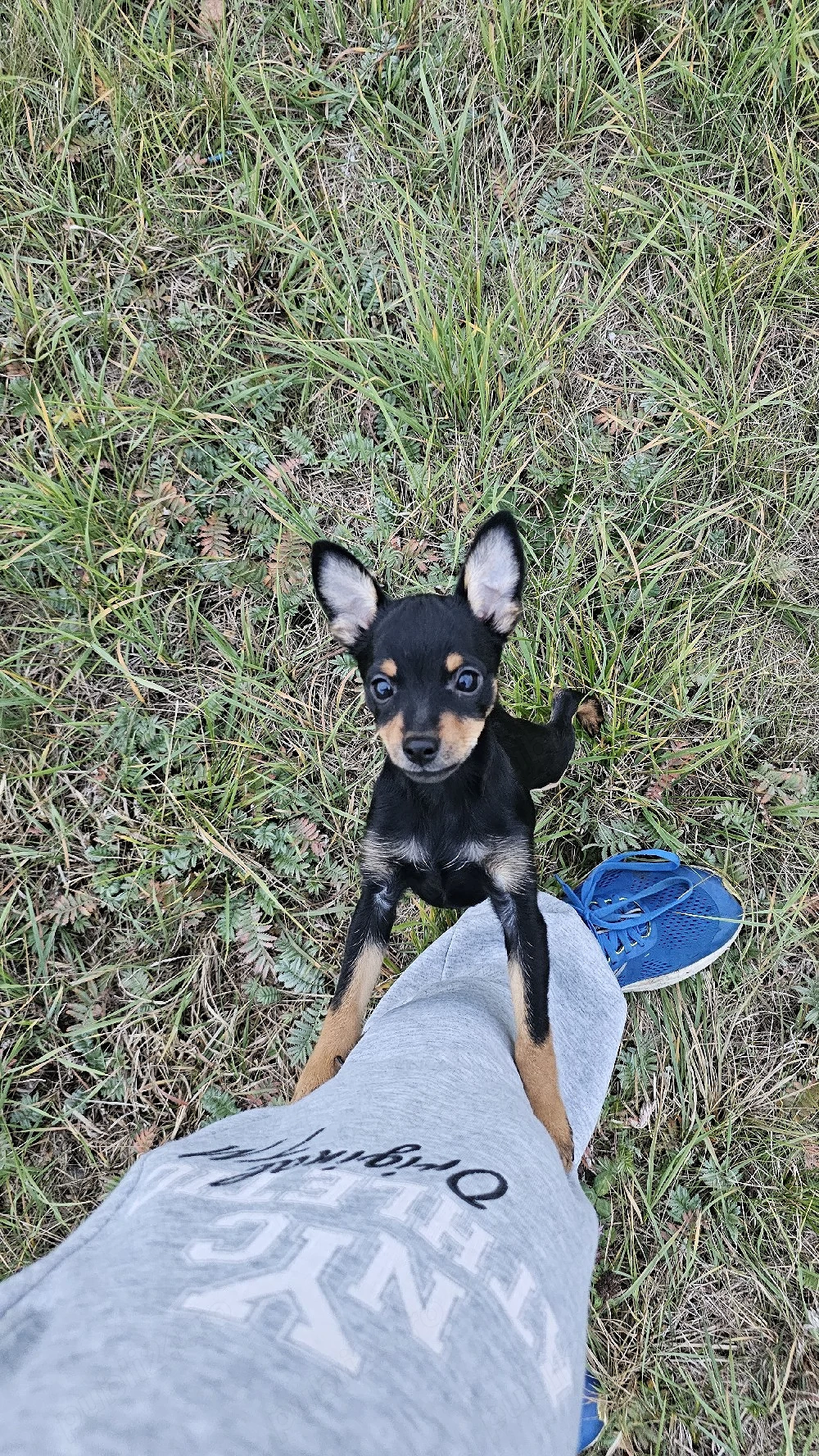 vand pinscher pitic 
