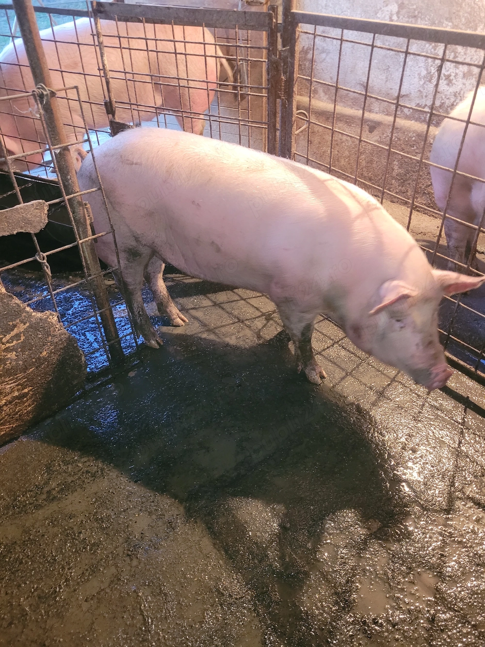 Vand porc pentru taiere detali la  