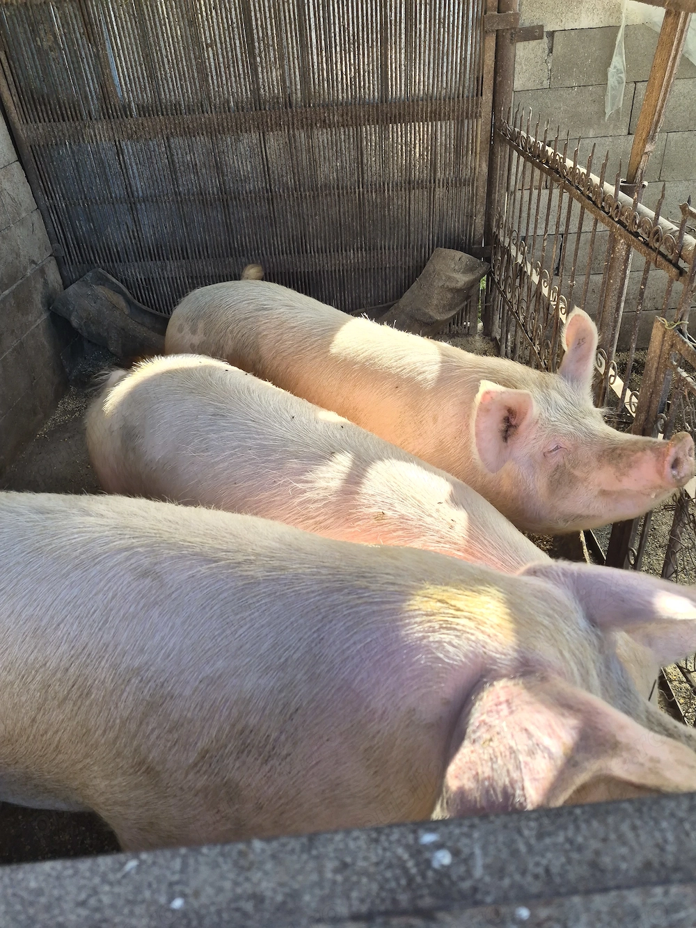 Porci de vanzare