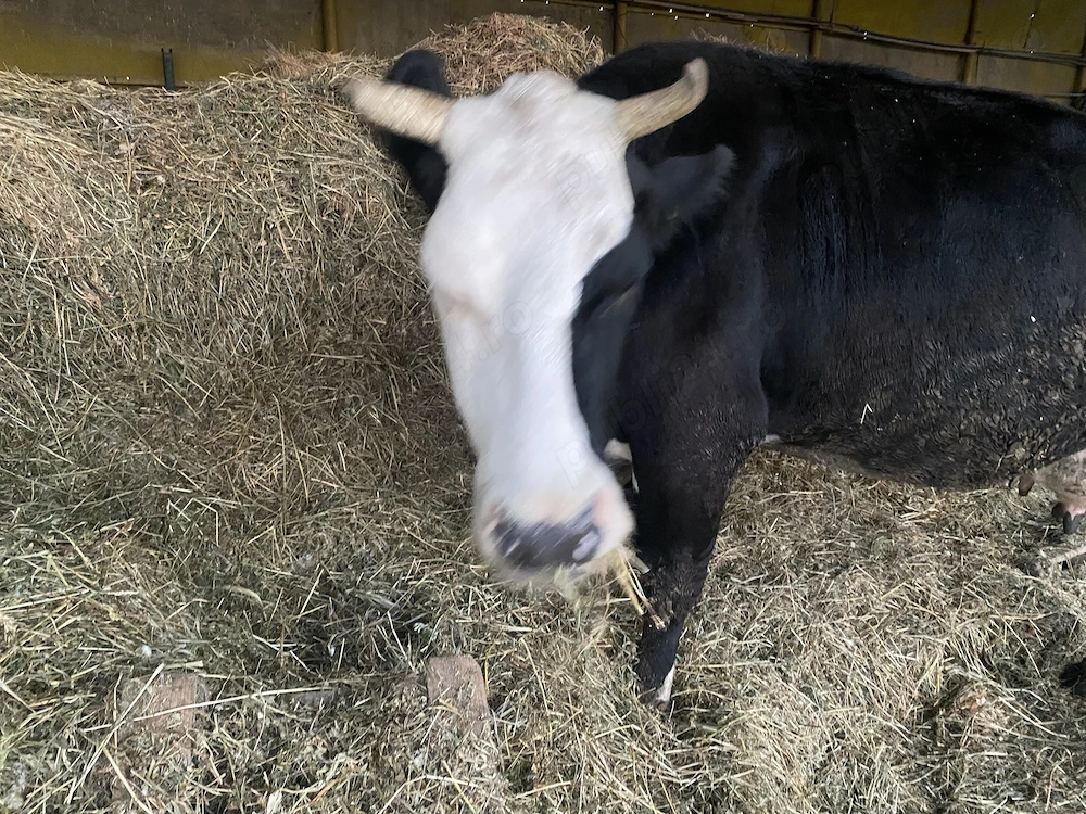 Vând vaca tânără angus- bălțata românească 