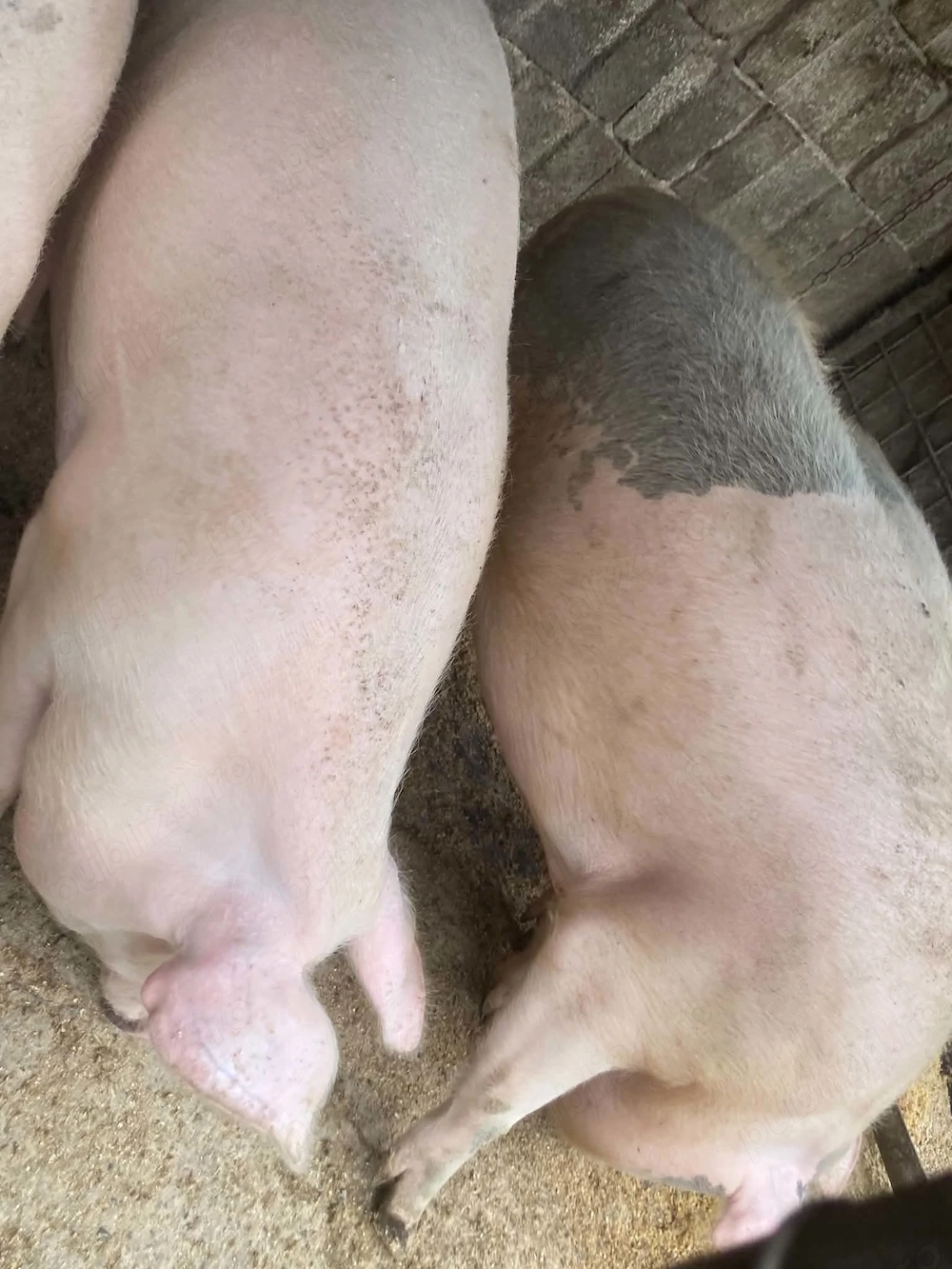 Porci de vanzare