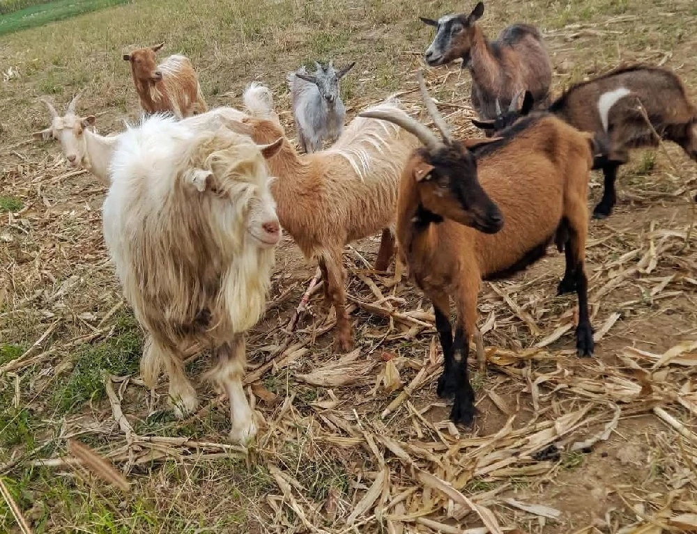 Vând capre si țap pentru montă