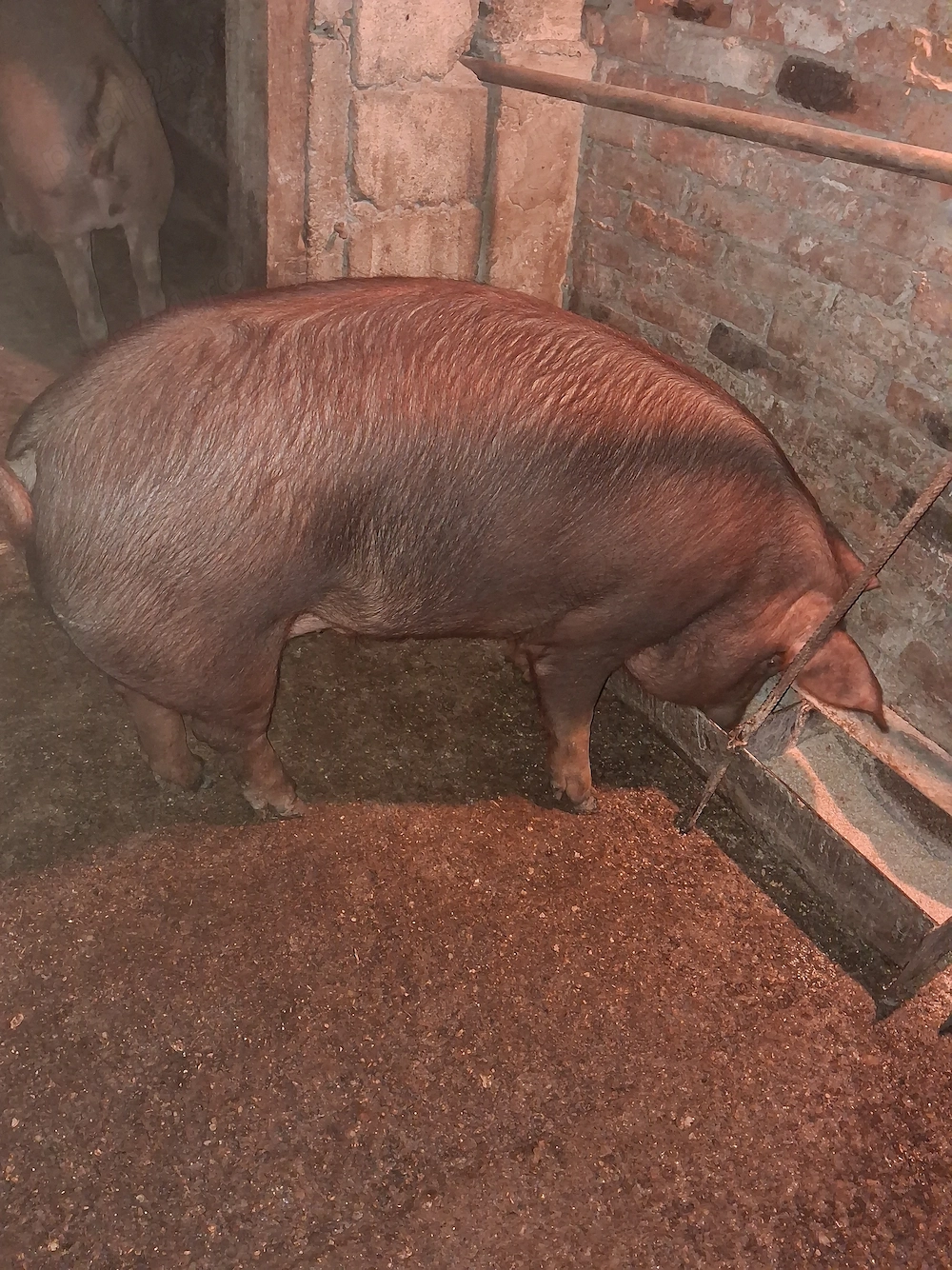 Vind 2 porci duroc femela si mascul.Greutate intre 120-150kg.