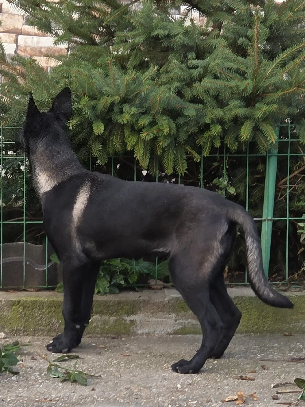 Catel Ciobanesc Belgian Malinois