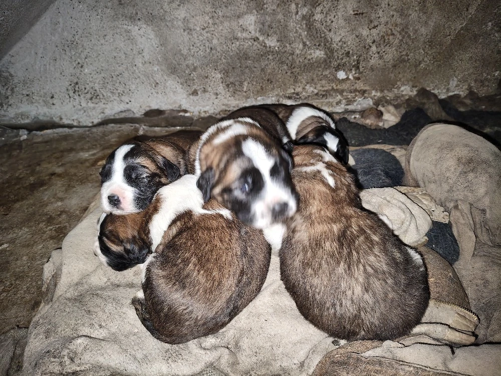 pui saint bernard