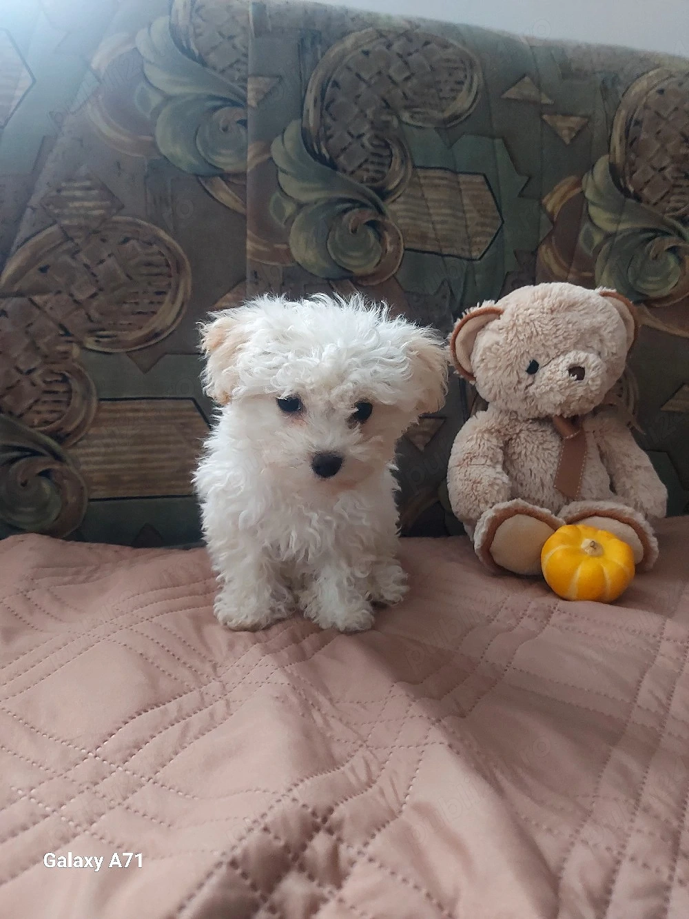 Catelusa Bichon Maltez ,talie mica.