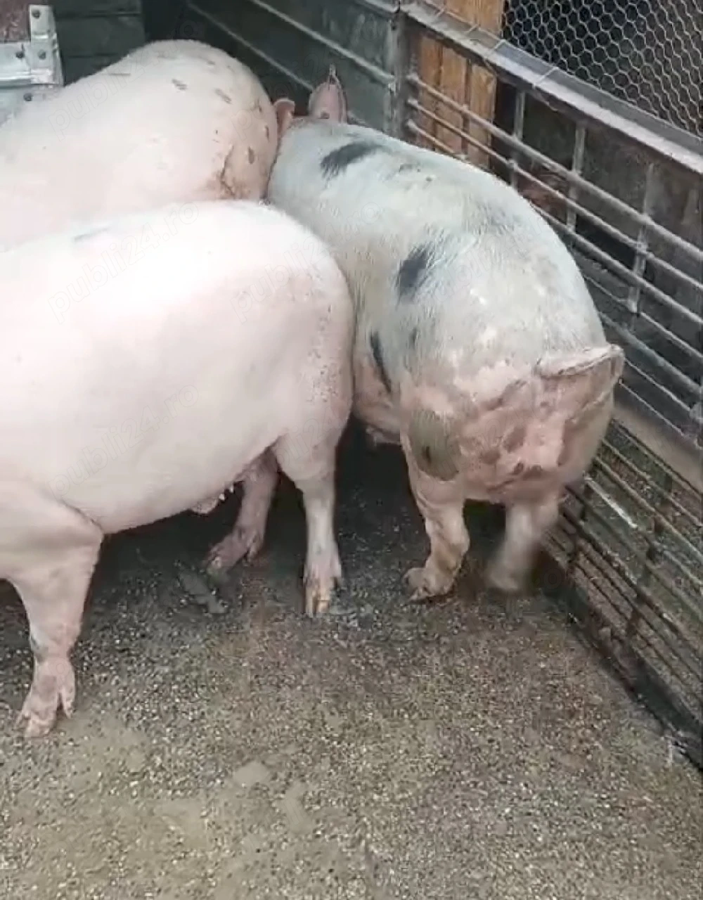 Vând porc de casa