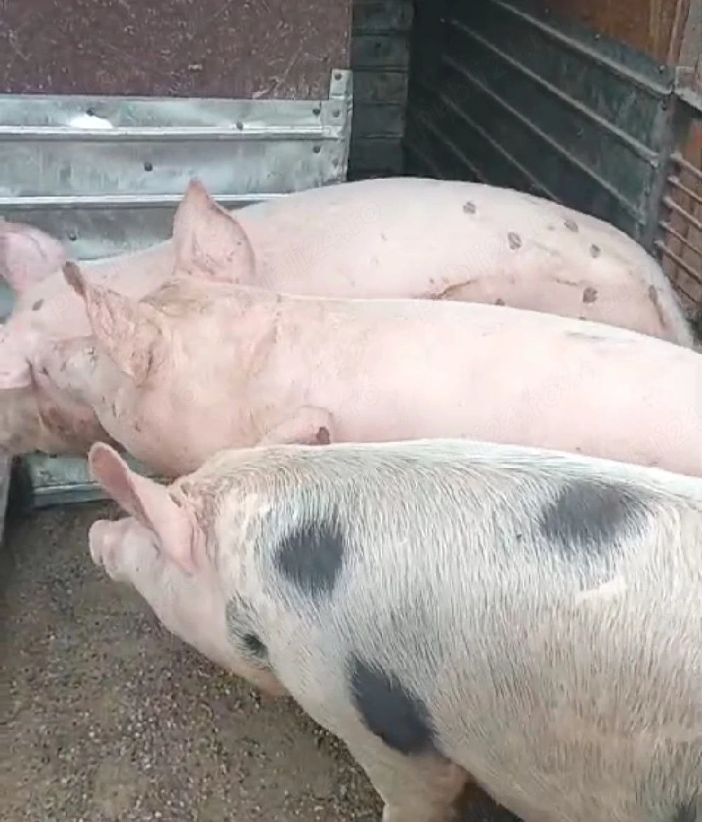 vând porc de casă