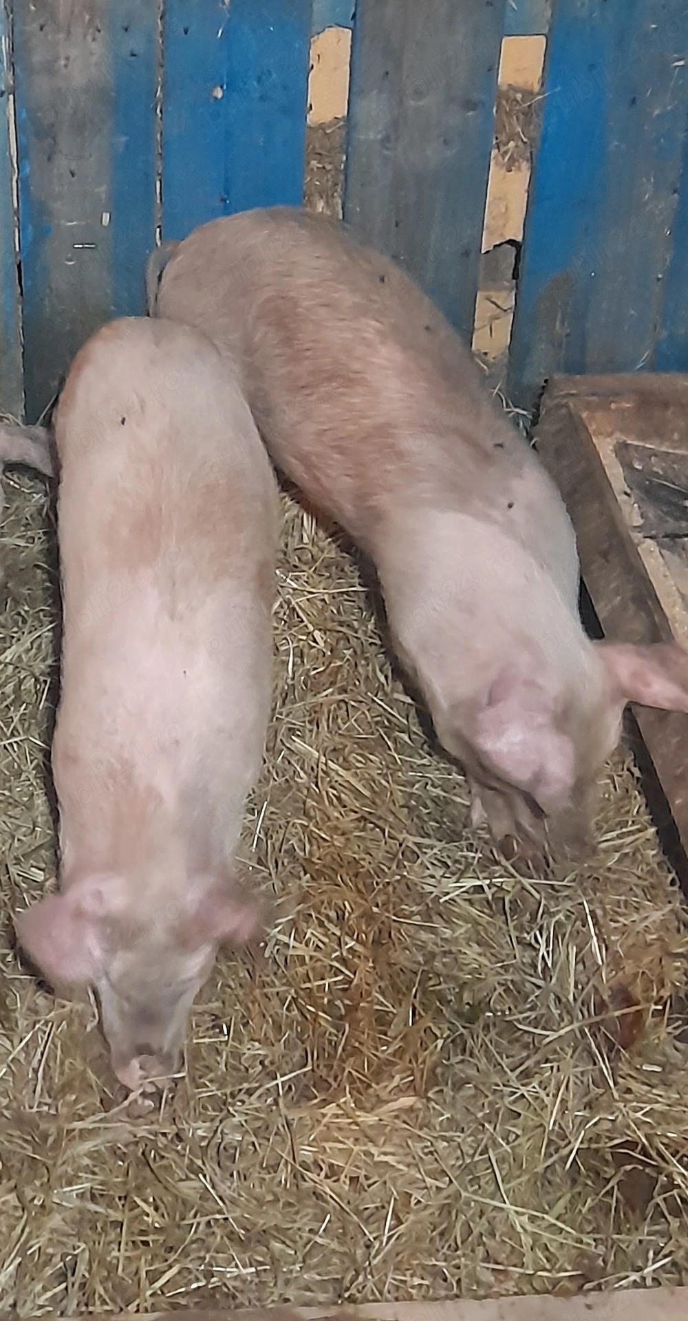 Purcei de vânzare 